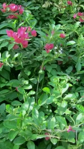 دیوار سبز با گل کاغذی و شمشاد
