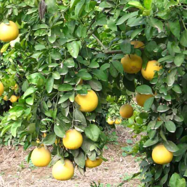 grapefruit tree
