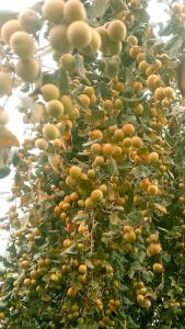 نهال کنار محلی از درخت مادری پرمحصول و میوهدرشت