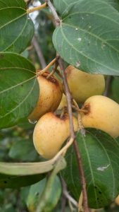 خرید عمده نهال کنار محلی
