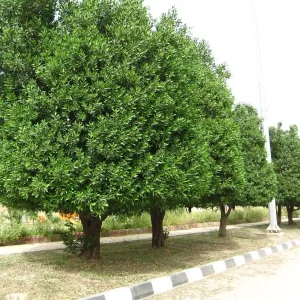 فروش نهال کنوکارپوس برای فضای سبز