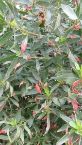 کنوکارپوس برای مناطق سردسیر