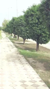 خرید نهال کنوکارپوس برای فضای شهری
