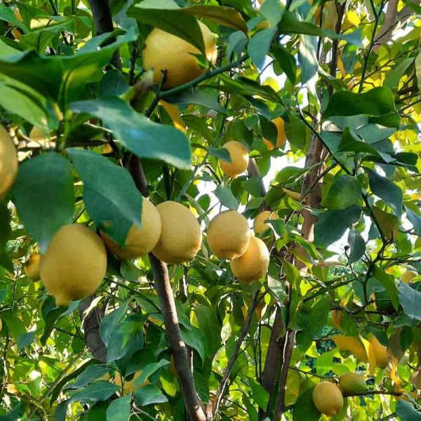 meyer-lemon-tree