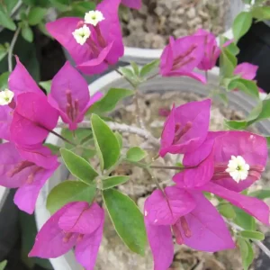 فروش نهال گل کاغذی