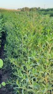 فروش نهال کنوکارپوس