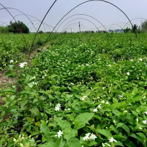 فروش نهال یاس رازقی