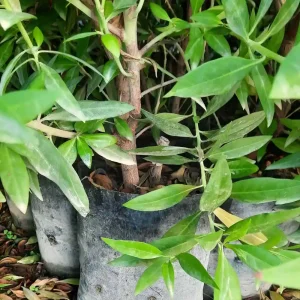 نهال کنوکارپوس