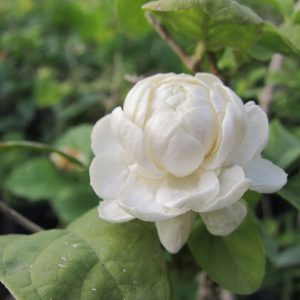یاس عمامه ای
