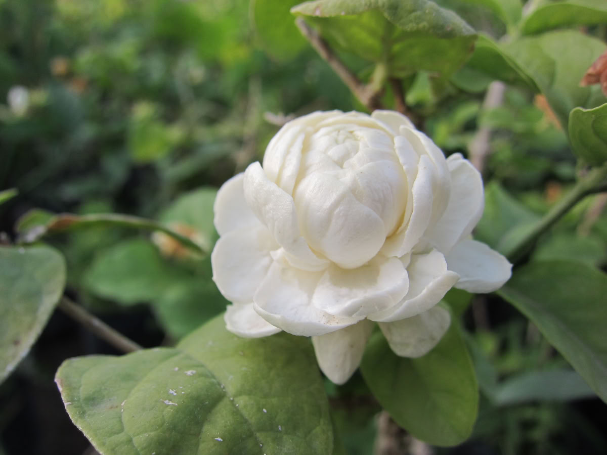یاس عمامه ای