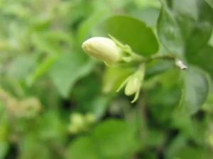 نهال یاس هلندی