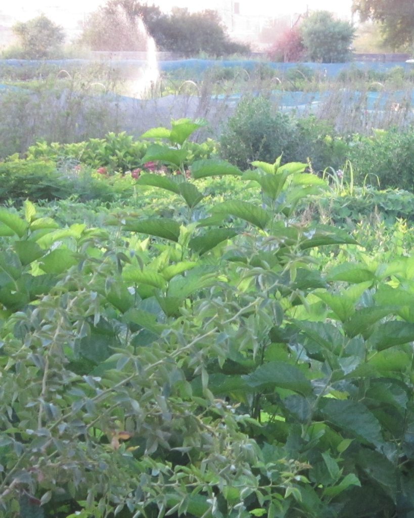 نمایی از نهالستان زادعلی به همراه کرتهای نهال